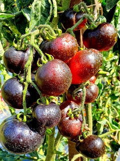 Tomate Cherry BlueBerry Blue Berry - Plantamundo