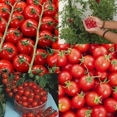 Tomate Cereja Samambaia - Tomate Cherry para cestas