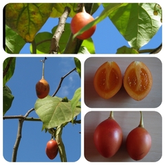 Tamarillo - Tamarilho - Tomate de Árvore - Cyphomandra betacea na internet