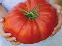 Tomate Gigante do Guinness - Giant Delicious