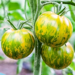 Tomate Green Zebra - Criolu / Heirloom de USA X 10 sementes
