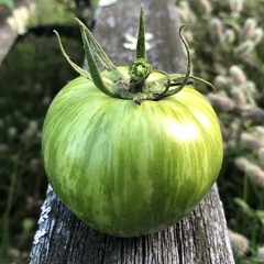 Tomate Green Zebra - Criolu / Heirloom de USA X 10 sementes - comprar online