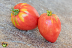 Tomate hERODES - Plantamundo