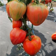 Tomate hERODES na internet
