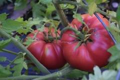Tomate Libanês - Variedade gourmet rara
