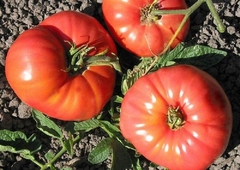 Tomate Libanês - Variedade gourmet rara - comprar online