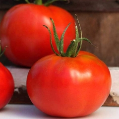 Tomate Marglobe - Crioulo ou Heirloom de USA - comprar online