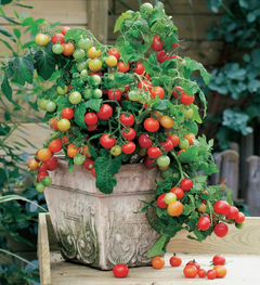 Tomate Mini Bell - Tomate para Vasos