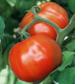 Tomate Sugar Baby - Tomate Express - Tomate de 54 dias!