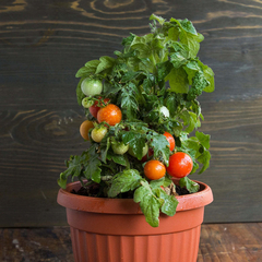 Tomate Tiny Tim - A menor planta de tomate do mundo!!