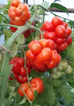 Tomate Voyager - Tomate Reisetomate - O tomate mais bizarro do mundo!! - comprar online