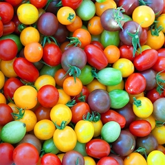 Tomate Cereja Arco Iris - Tomate Cherry Rainbow - comprar online