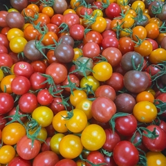 Tomate Cereja Arco Iris - Tomate Cherry Rainbow na internet