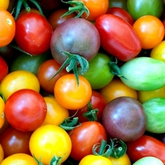 Tomate Cereja Arco Iris - Tomate Cherry Rainbow