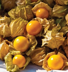 Tomatillo Abacaxi - Physalis pruinosa - Fisalis - comprar online