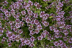 Tomilho limão - Thymus pulegioides - Erva aromática - comprar online