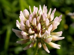 Trevo Branco Trifolium repens Pasto Apicola Para Atrair Abelhas - comprar online