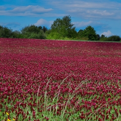 Trevo vermelho - Crimson Clover - Trifolium incarnatum Flor - comprar online