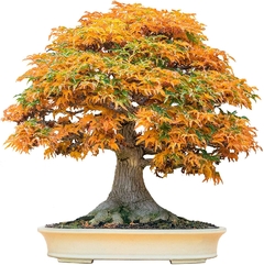 Trident Maple - Acer buergerianum - Bonsai ou Árvore