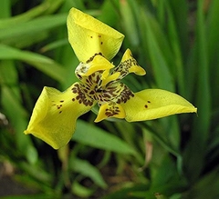 Iris Amarelo - Trimezia sp