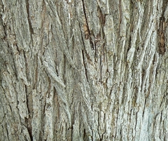 Imagem do Ulmeiro da Siberia - Ulmeiro Siberiano - Olmo - Ulmus pumila - Árvore o Bonsai