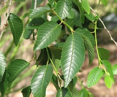 Ulmeiro da Siberia - Ulmeiro Siberiano - Olmo - Ulmus pumila - Árvore o Bonsai - loja online