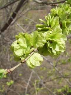 Ulmeiro da Siberia - Ulmeiro Siberiano - Olmo - Ulmus pumila - Árvore o Bonsai na internet