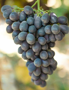 Uva Jubilee - Fruta - Grandes racemos de uvas suculentas e doces - comprar online