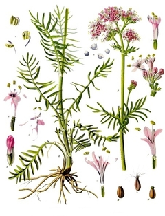 Valeriana officinalis na internet