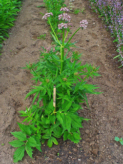 Valeriana officinalis