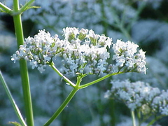 Valeriana officinalis - Plantamundo