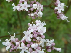 Valeriana officinalis - comprar online