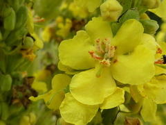 Verbascum thapsus - Verbasco - Barbasco - Mullein - Planta medicinal e ornamental na internet