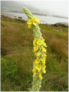 Verbascum thapsus - Verbasco - Barbasco - Mullein - Planta medicinal e ornamental - comprar online