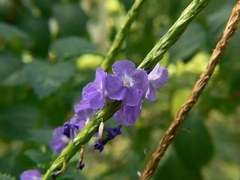 Verbena indica - Gervão - Chá de B rasil