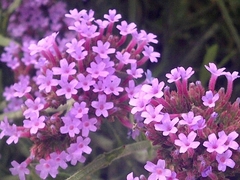 Verbena bonariensis - Flor