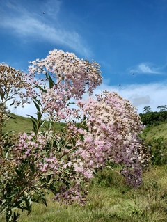 Boldo da Bahia -Boldo-baiano - Assa-peixe - Caferana ou alumã - Vernonia condensata