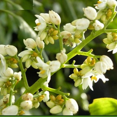 Palma do Norte - Xixidium caeruleum - Planta para sombra! - comprar online