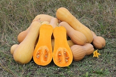 Abobora Cheirosa - Abóbora Butternut - Abóbora Coreanito