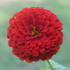 Zinnia Dahlia Vermelha - Zinia Dália Red - Flor