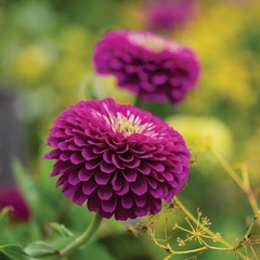 Zinnia Purple Prince - Flor - Zinnia elegans - comprar online