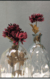 Crisantemo - DOMM