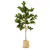 FICUS 150 CM