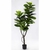 Ficus pandurata XL - comprar online