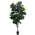 FICUS PANDURATA XXL - tienda online