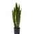 Imagen de Sansevieria L