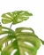 MONSTERA DELICIOSA L - comprar online