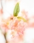 Peach Blossom - comprar online