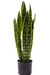 Sansevieria L