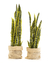 Sansevieria L - comprar online